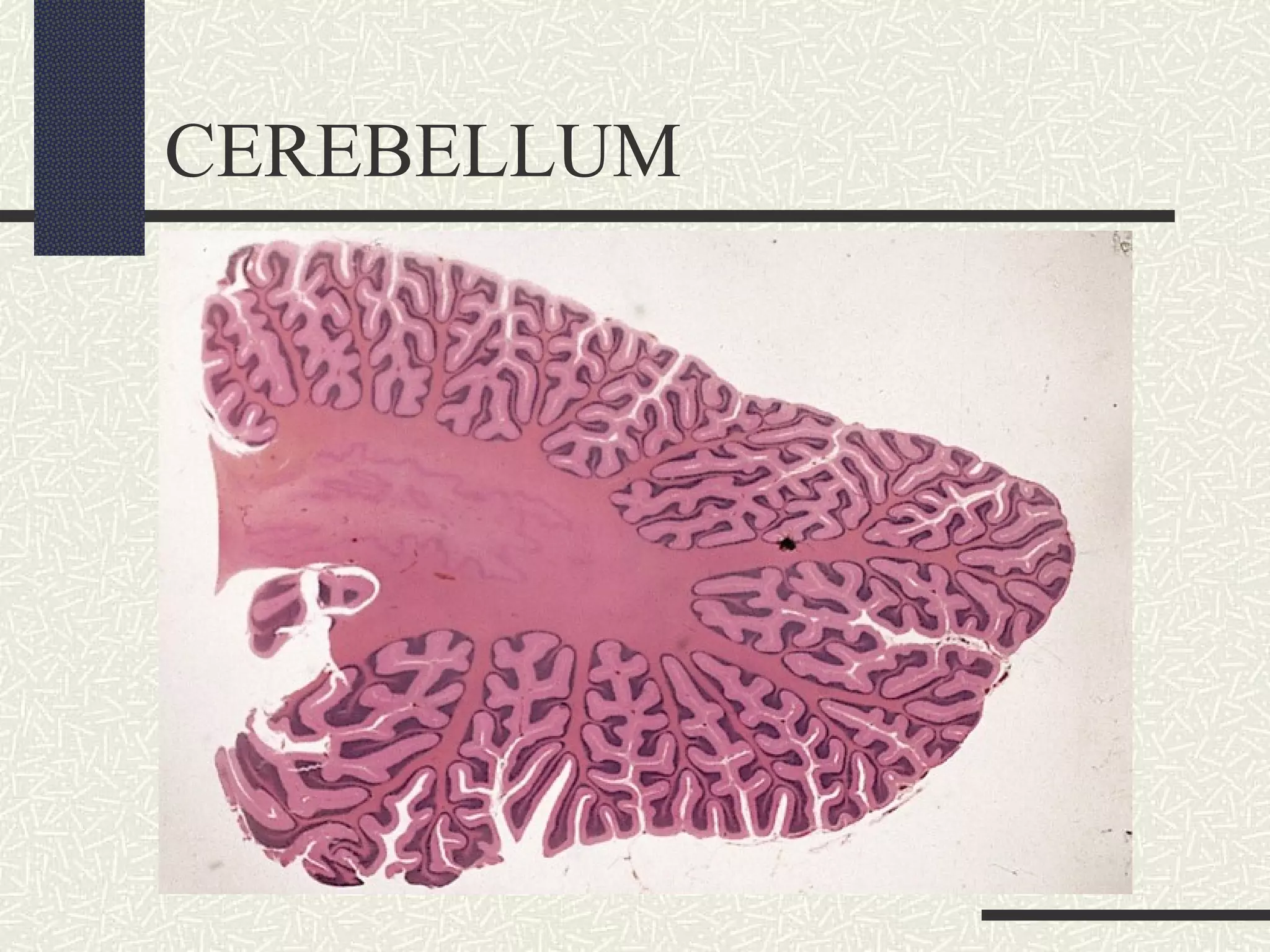 CEREBELLUM

 