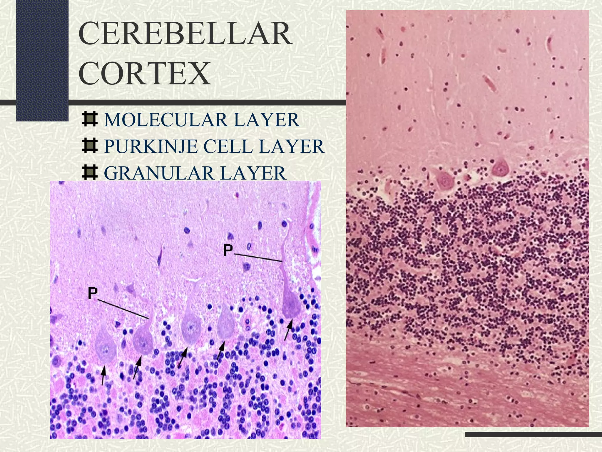 CEREBELLAR
CORTEX
MOLECULAR LAYER
PURKINJE CELL LAYER
GRANULAR LAYER

 