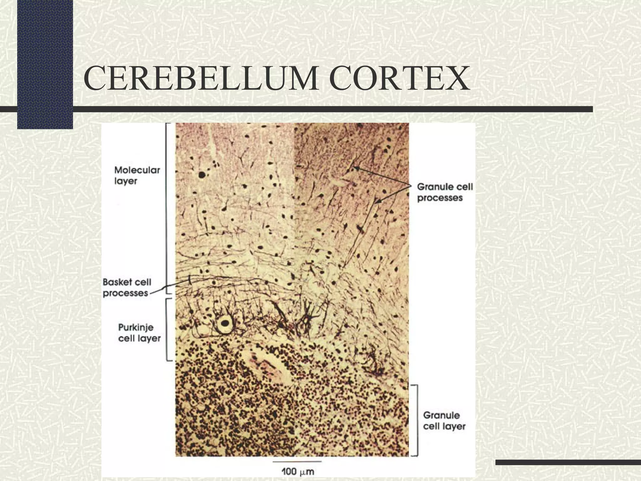CEREBELLUM CORTEX

 