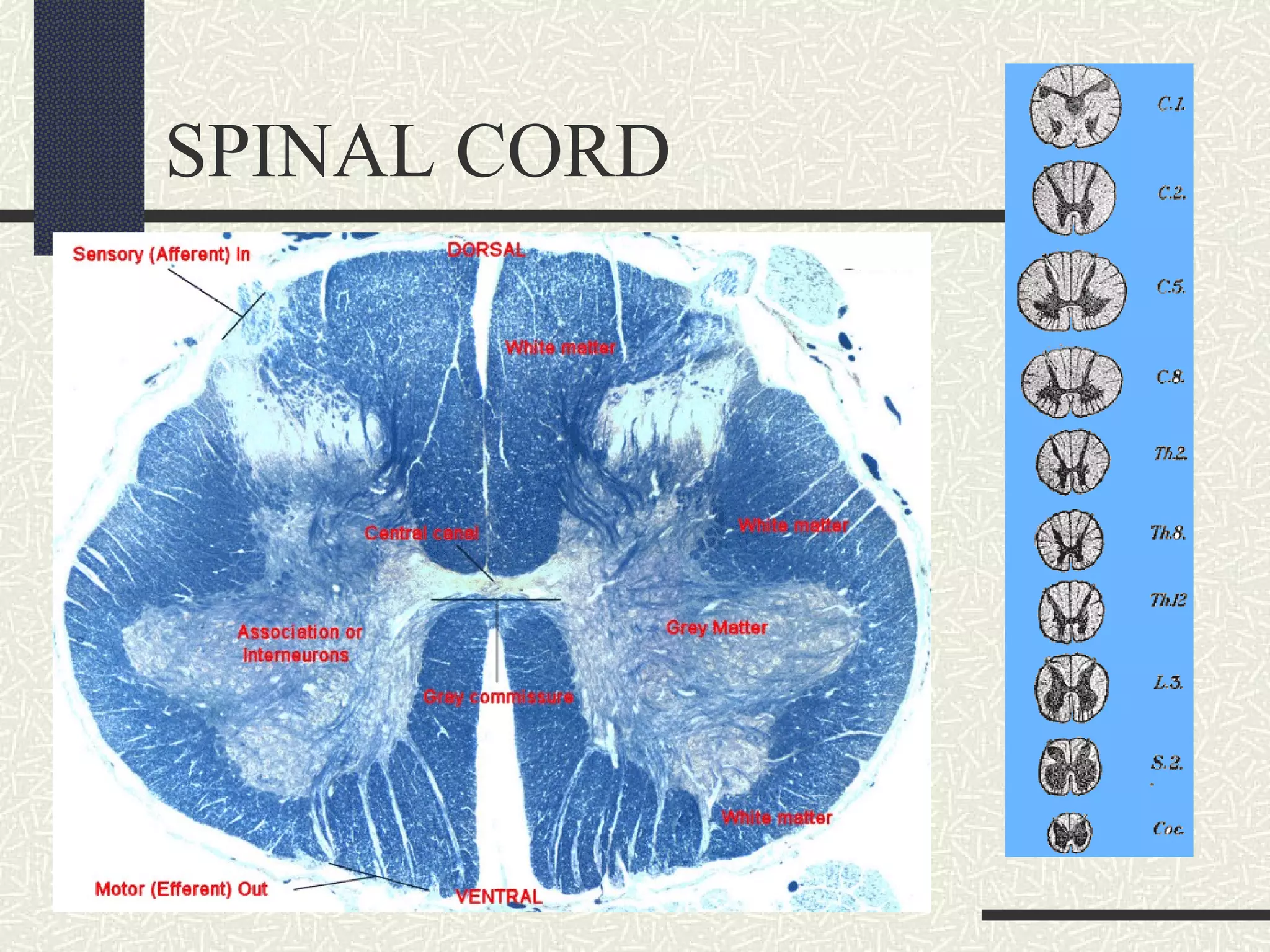 SPINAL CORD

 