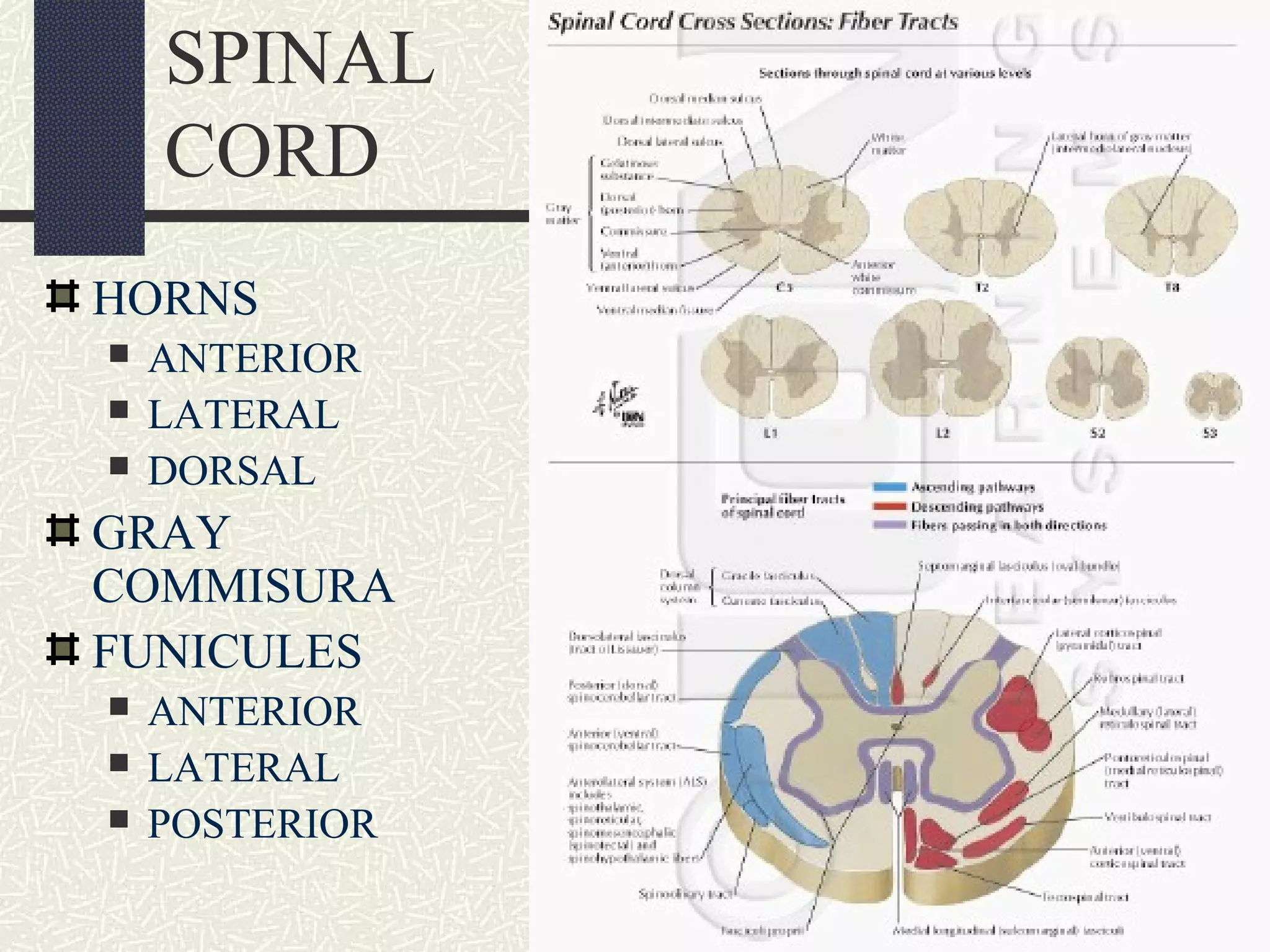 SPINAL
CORD
HORNS




ANTERIOR
LATERAL
DORSAL

GRAY
COMMISURA
FUNICULES




ANTERIOR
LATERAL
POSTERIOR

 
