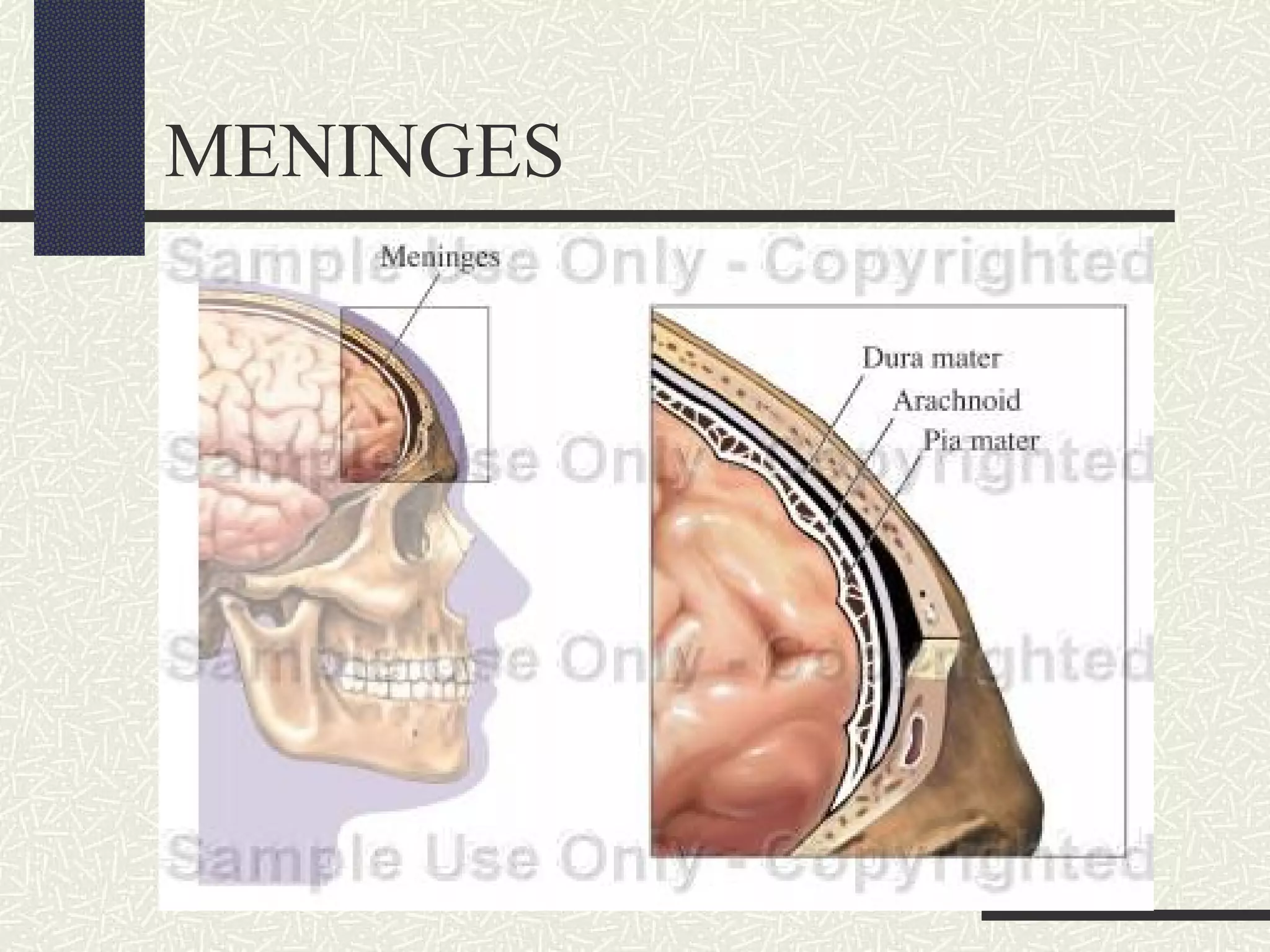 MENINGES

 