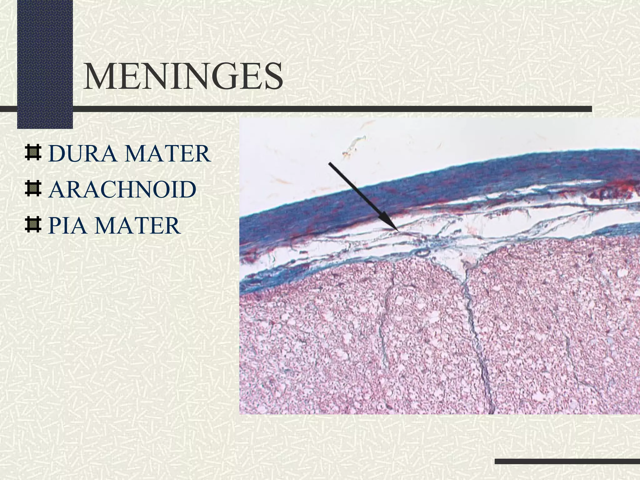 MENINGES
DURA MATER
ARACHNOID
PIA MATER

 