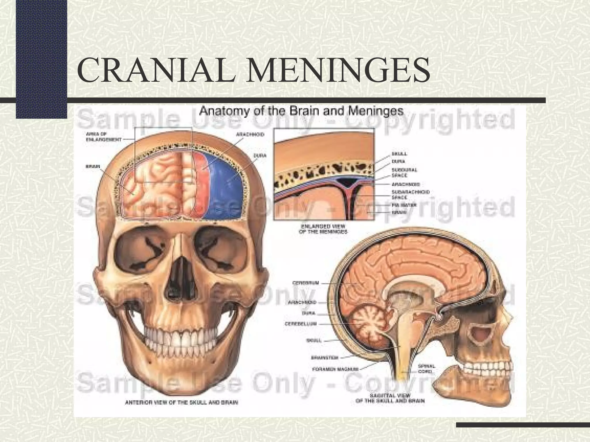 CRANIAL MENINGES

 