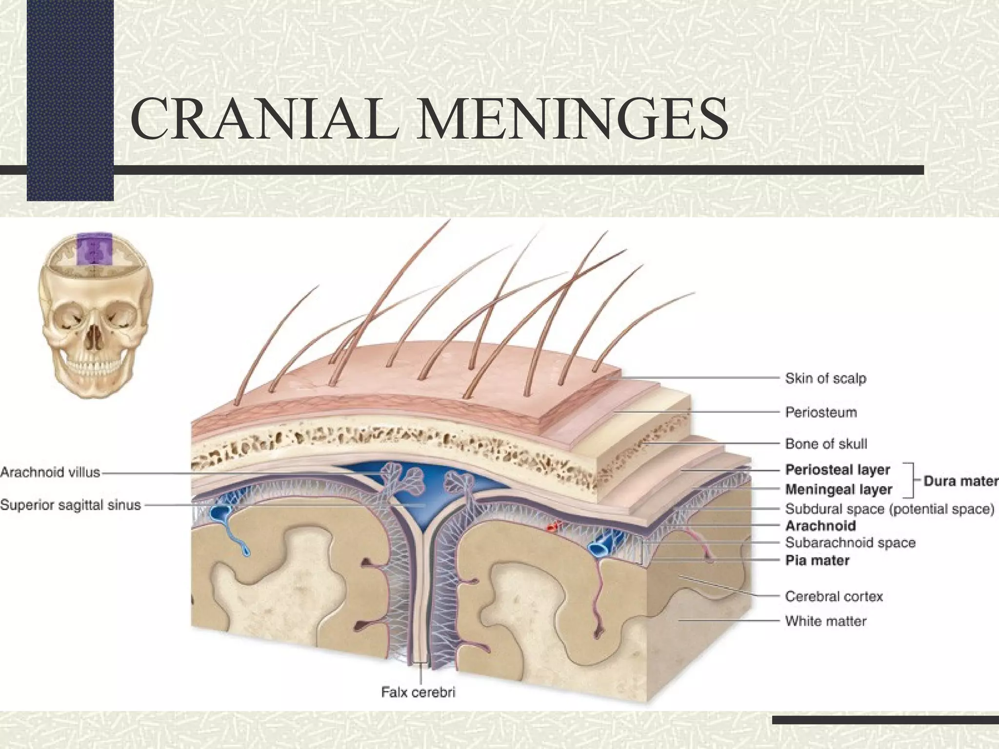 CRANIAL MENINGES

 