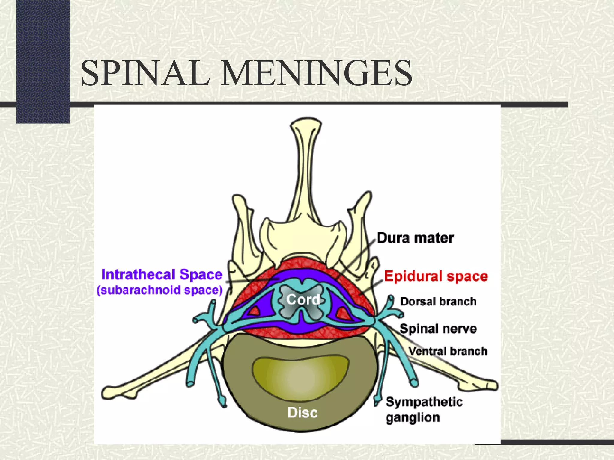 SPINAL MENINGES

 