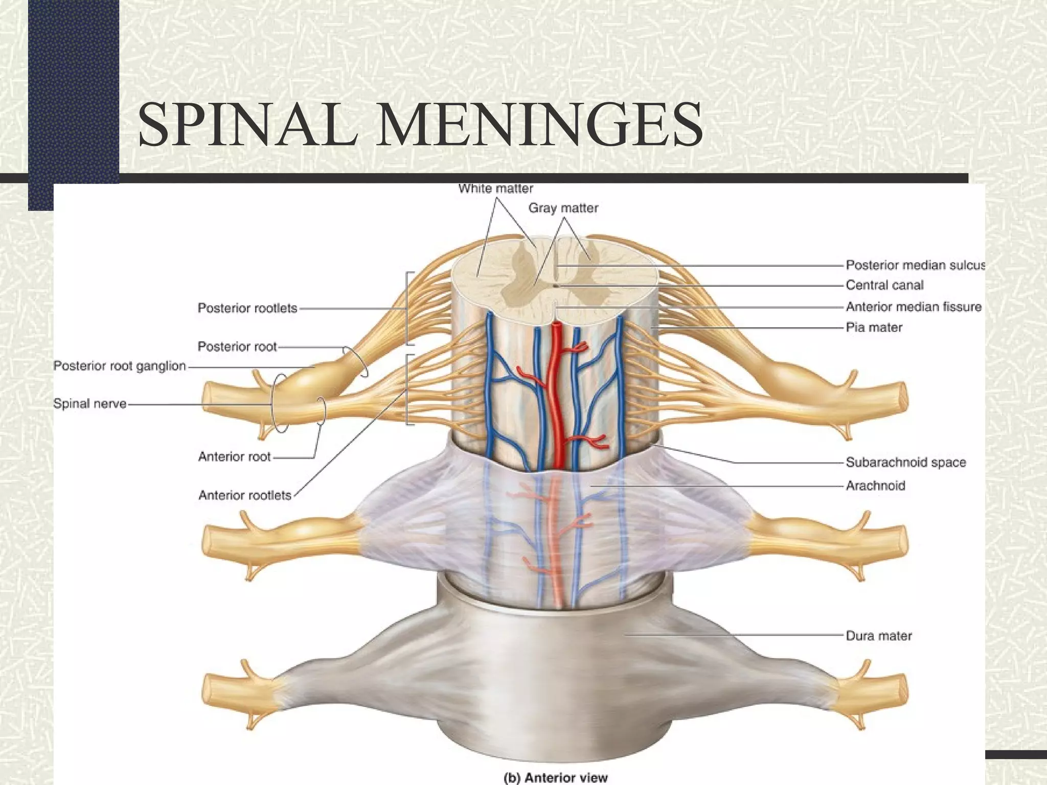 SPINAL MENINGES

 