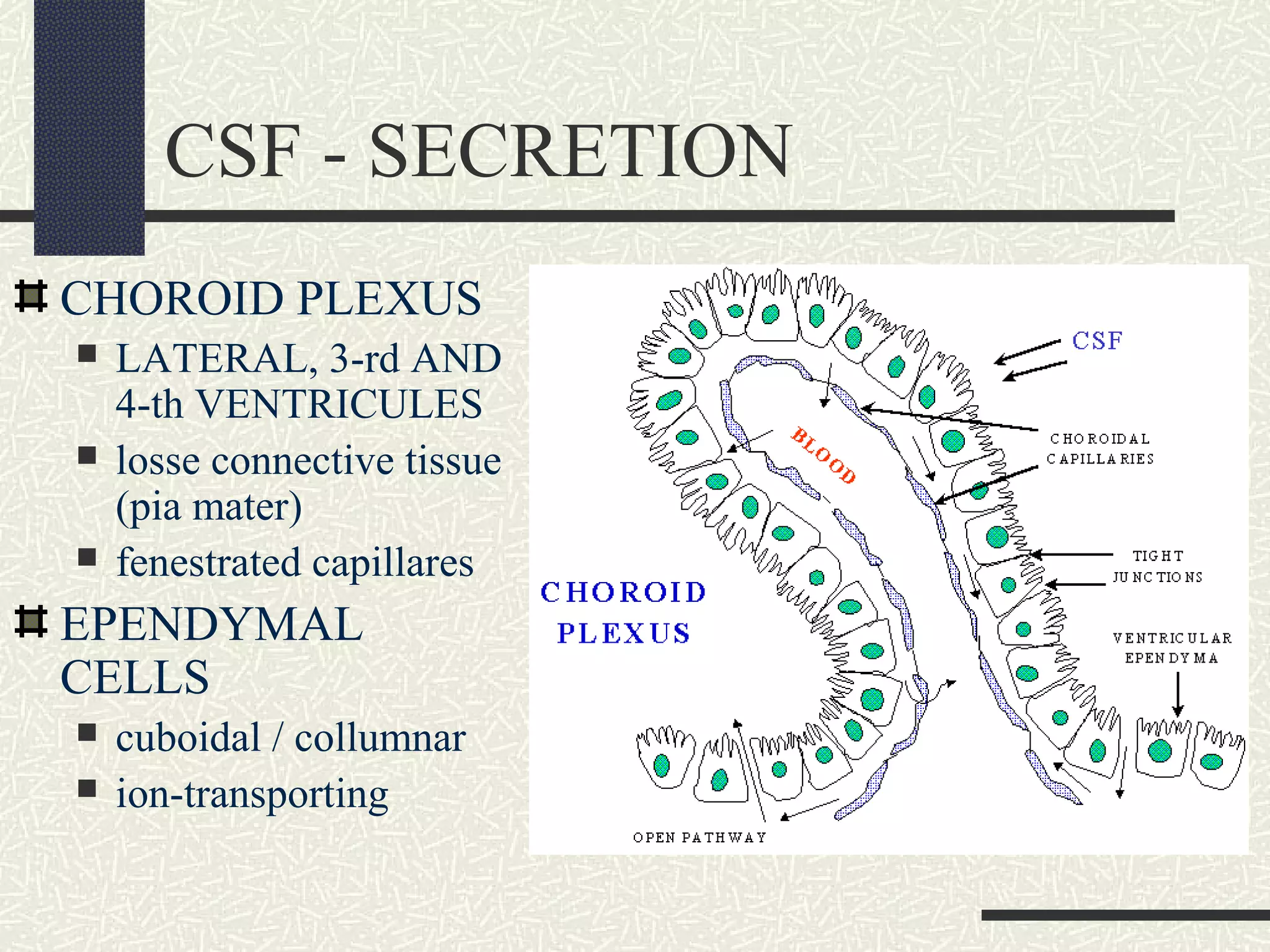 CSF - SECRETION
CHOROID PLEXUS




LATERAL, 3-rd AND
4-th VENTRICULES
losse connective tissue
(pia mater)
fenestrated capillares

EPENDYMAL
CELLS



cuboidal / collumnar
ion-transporting

 