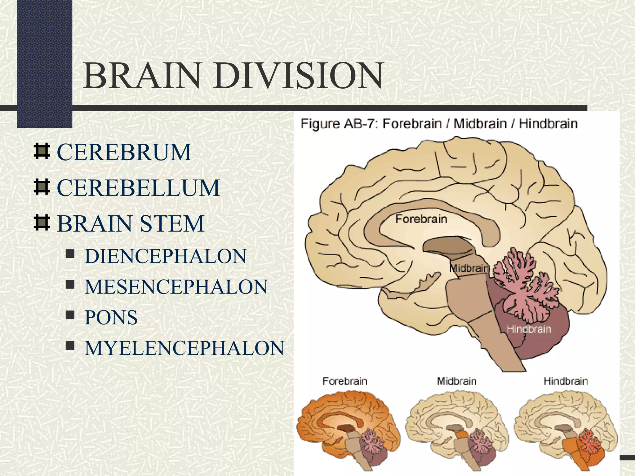 BRAIN DIVISION
CEREBRUM
CEREBELLUM
BRAIN STEM





DIENCEPHALON
MESENCEPHALON
PONS
MYELENCEPHALON

 