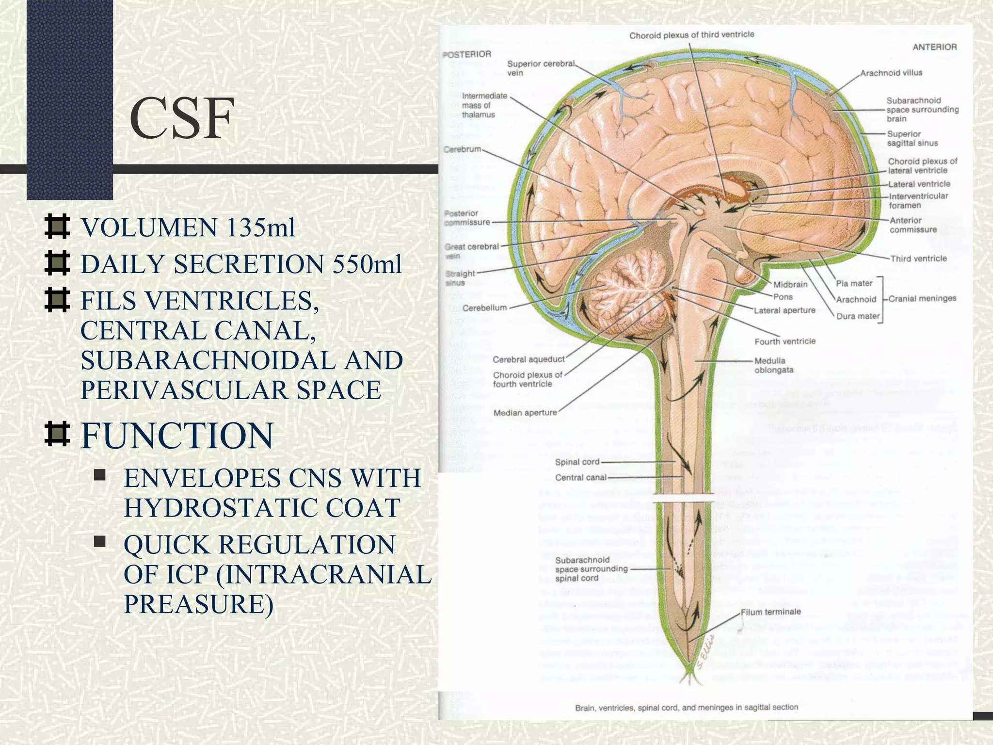 CSF
VOLUMEN 135ml
DAILY SECRETION 550ml
FILS VENTRICLES,
CENTRAL CANAL,
SUBARACHNOIDAL AND
PERIVASCULAR SPACE

FUNCTION



ENVELOPES CNS WITH
HYDROSTATIC COAT
QUICK REGULATION
OF ICP (INTRACRANIAL
PREASURE)

 