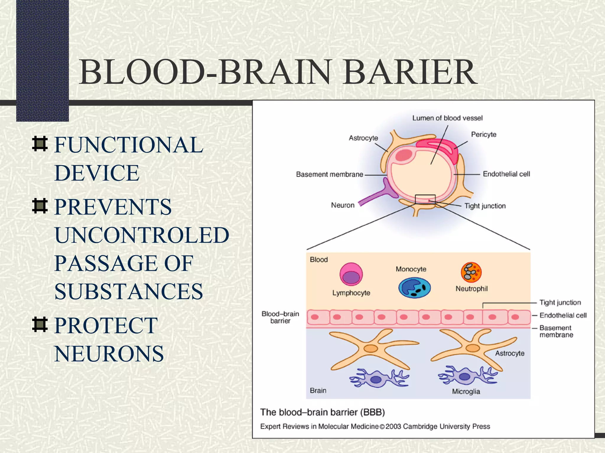 BLOOD-BRAIN BARIER
FUNCTIONAL
DEVICE
PREVENTS
UNCONTROLED
PASSAGE OF
SUBSTANCES
PROTECT
NEURONS

 