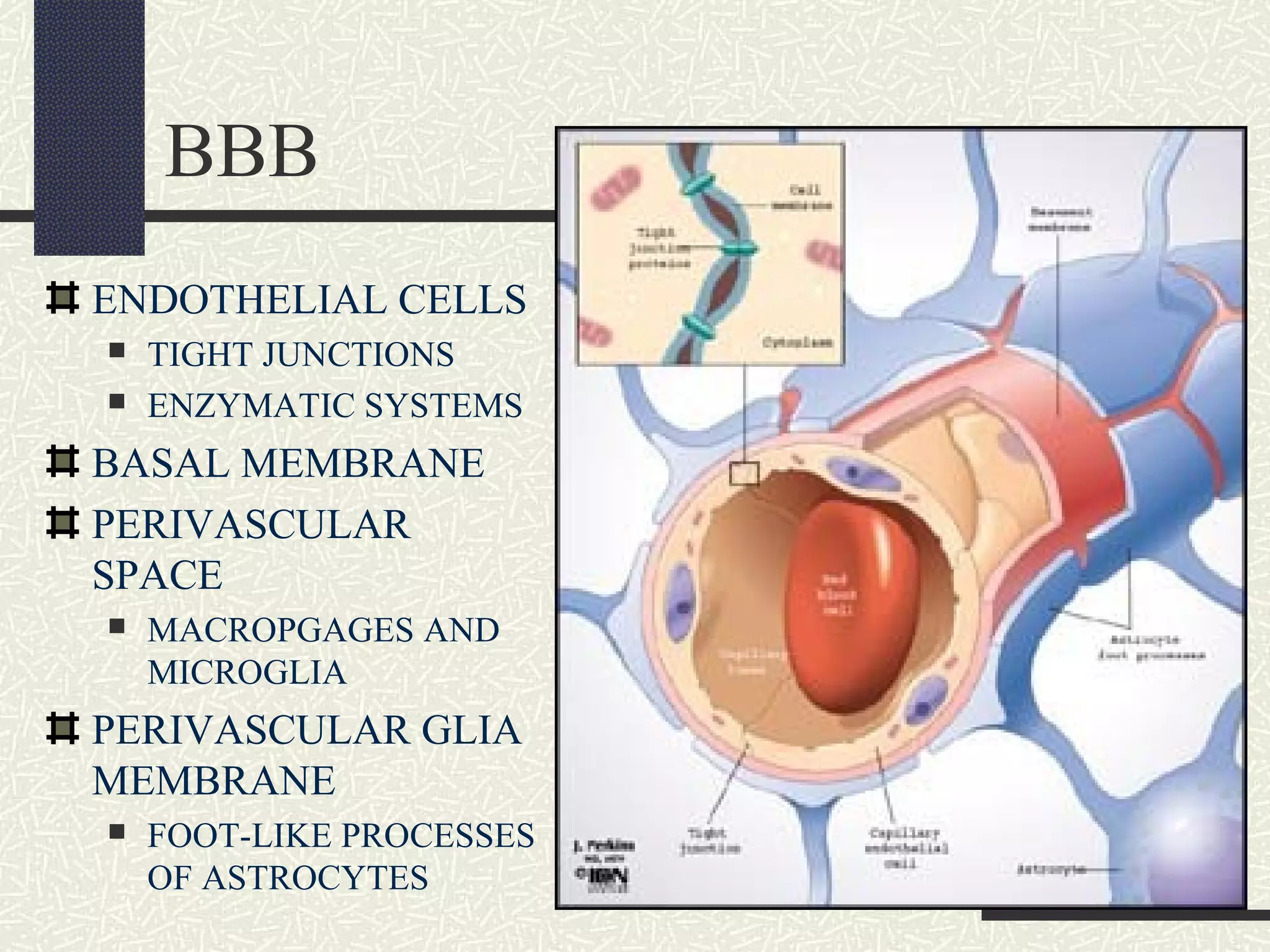 BBB
ENDOTHELIAL CELLS



TIGHT JUNCTIONS
ENZYMATIC SYSTEMS

BASAL MEMBRANE
PERIVASCULAR
SPACE


MACROPGAGES AND
MICROGLIA

PERIVASCULAR GLIA
MEMBRANE


FOOT-LIKE PROCESSES
OF ASTROCYTES

 