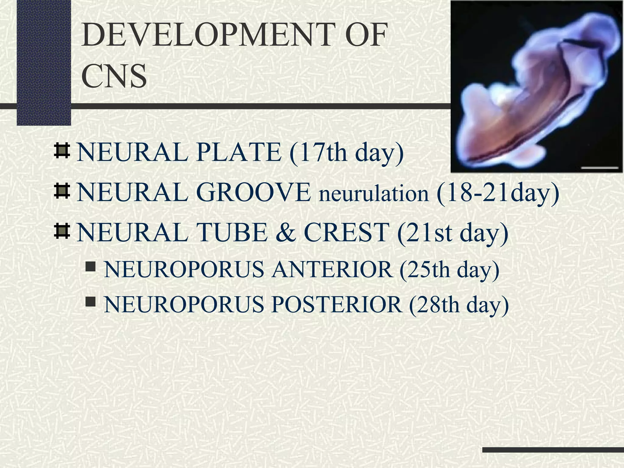 DEVELOPMENT OF
CNS
NEURAL PLATE (17th day)
NEURAL GROOVE neurulation (18-21day)
NEURAL TUBE & CREST (21st day)
NEUROPORUS ANTERIOR (25th day)
 NEUROPORUS POSTERIOR (28th day)


 