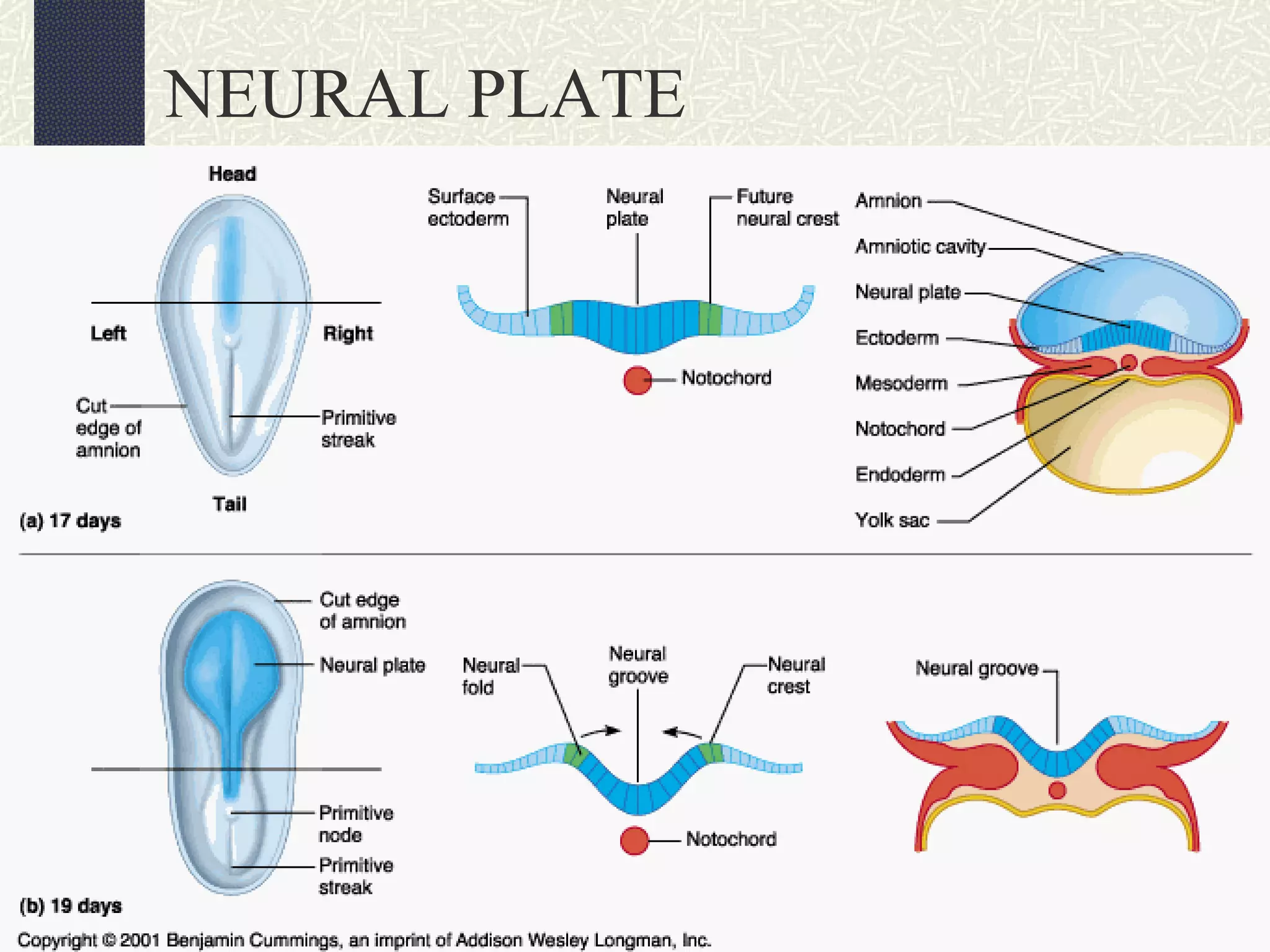 NEURAL PLATE

 