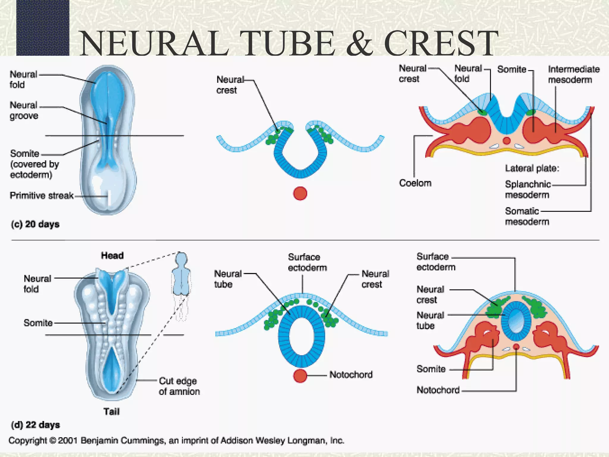 NEURAL TUBE & CREST

 
