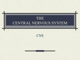 THE
CENTRAL NERVOUS SYSTEM
CNS

 