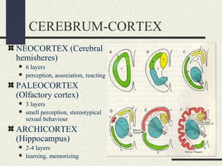 Lecture9 cns | PPT