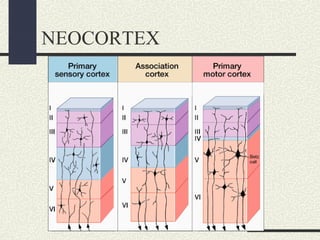 Lecture9 cns | PPT