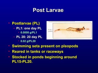 Postlarvae Fish Lecture 9 crustaceans 2 shrimp and prawn | PPT