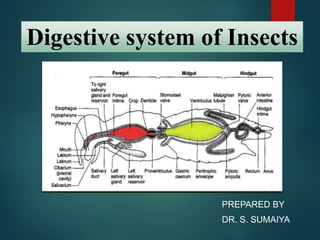 Insect digestive system | PPTX
