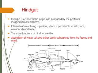 Hindgut
 Hindgut is ectodermal in origin and produced by the posterior
invagination of ectoderm.
 Internal cuticular lining is present, which is permeable to salts, ions,
aminoacids and water.
 The main functions of hindgut are the
 absorption of water, salt and other useful substances from the faeces and
urine.
 