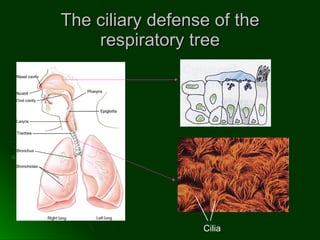 The ciliary defense of the respiratory tree Cilia  