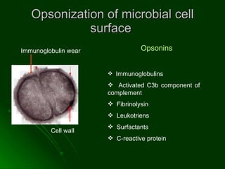 Opsonization of microbial cell surface  Immunoglobulin wear  Cell wall  Opsonins  Immunoglobulins  Activated C3b component of  complement Fibrinolysin  Leukotriens  Surfactants  C-reactive protein  