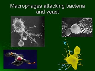Macrophages attacking bacteria and yeast 