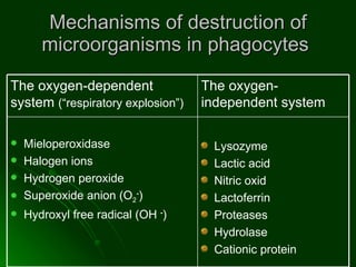 Mechanisms of destruction of microorganisms in phagocytes  Lysozyme  Lactic acid  Nitric oxid  Lactoferrin  Proteases  Hydrolase  Cationic protein Mieloperoxidase  Halogen ions Hydrogen peroxide Superoxide anion (O 2 - ) Hydroxyl free radical (OH  - )  The oxygen-independent system The oxygen-dependent system  (“respiratory explosion”) 