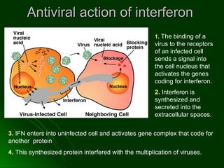 Antiviral action of interferon  1.   The binding of a virus to the receptors of an infected cell sends a signal into the cell nucleus that activates the genes coding for interferon. 2.  Interferon is synthesized and secreted into the extracellular spaces . 3.  IFN enters into uninfected cell and activates gene complex that code for  another  protein  4.  This synthesized protein interfered with the multiplication of viruses.  