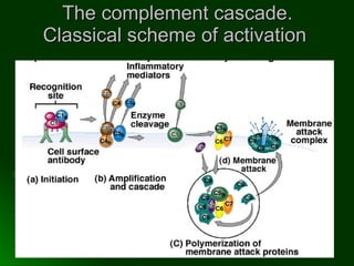 The complement cascade. Classical scheme of activation  