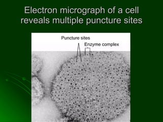Electron micrograph of a cell reveals multiple puncture sites Puncture sites   Enzyme   complex 