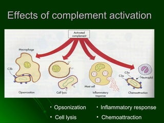 Effects of complement activation Opsonization  Cell lysis  Inflammatory response Chemoattraction  
