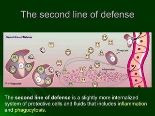 The second line of defense The  second line of defense  is a slightly more internalized system of protective cells and fluids that includes  inflammation  and  phagocytosis .   