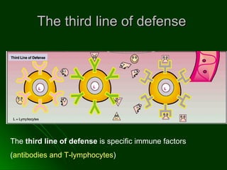 The third line of defense  The  third line of defense  is specific immune factors  ( antibodies and T-lymphocytes ) 