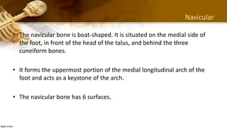 Navicular Keystone Lecture 9 (2) | PPTX