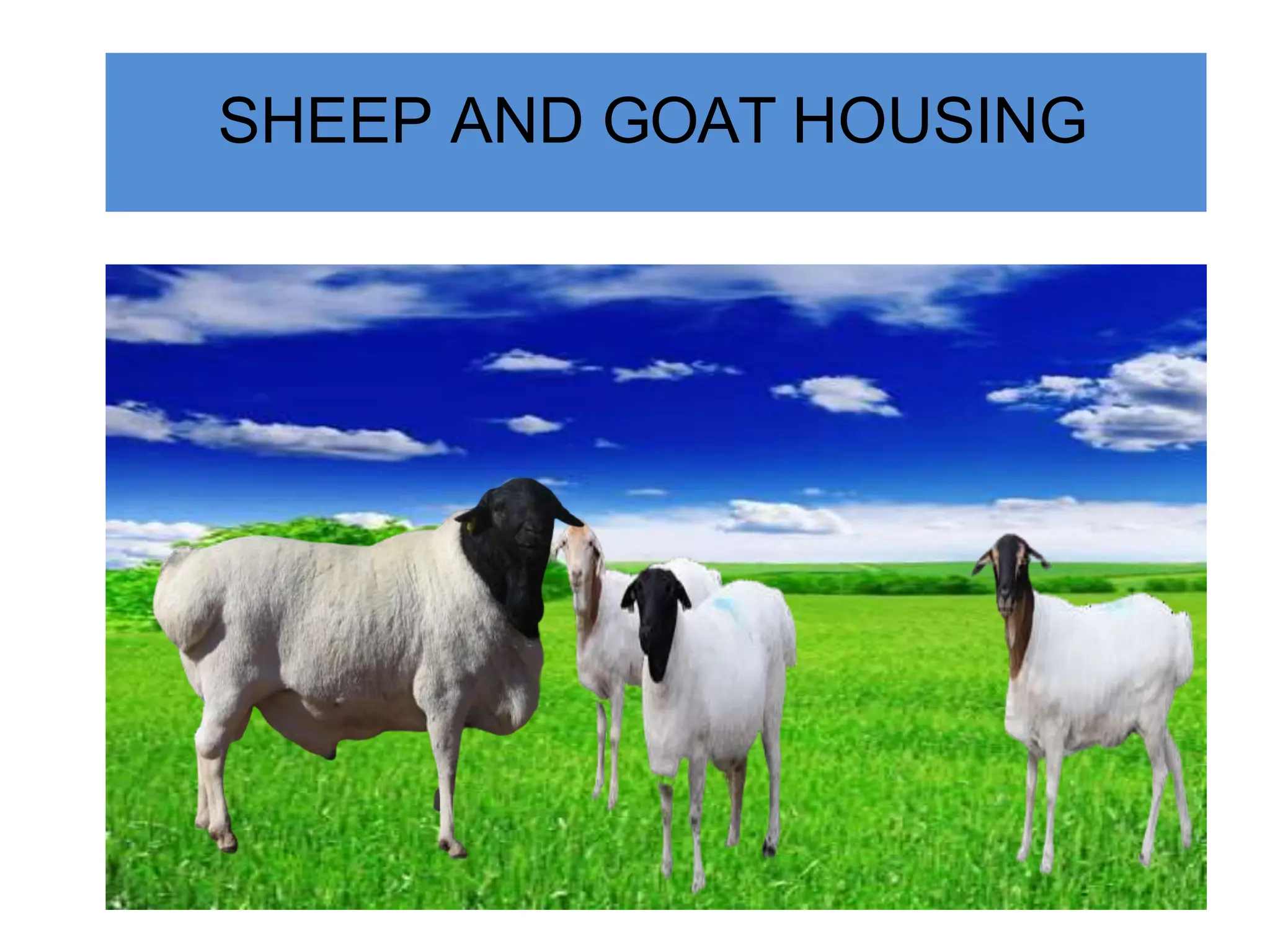 SHEEP AND GOAT HOUSING
 