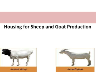 Housing for Sheep and Goat Production
 