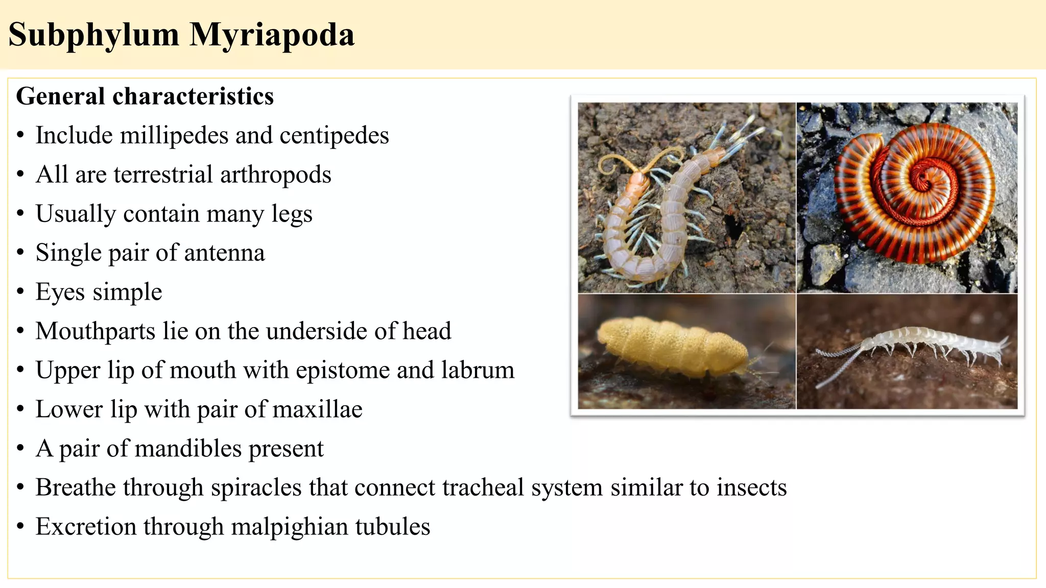 General characteristics
• Include millipedes and centipedes
• All are terrestrial arthropods
• Usually contain many legs
• Single pair of antenna
• Eyes simple
• Mouthparts lie on the underside of head
• Upper lip of mouth with epistome and labrum
• Lower lip with pair of maxillae
• A pair of mandibles present
• Breathe through spiracles that connect tracheal system similar to insects
• Excretion through malpighian tubules
Subphylum Myriapoda
 