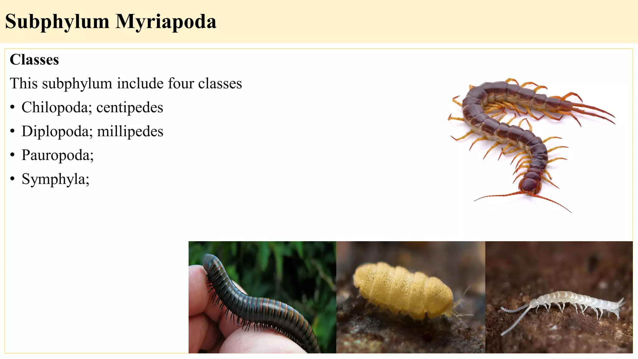 Classes
This subphylum include four classes
• Chilopoda; centipedes
• Diplopoda; millipedes
• Pauropoda;
• Symphyla;
Subphylum Myriapoda
 