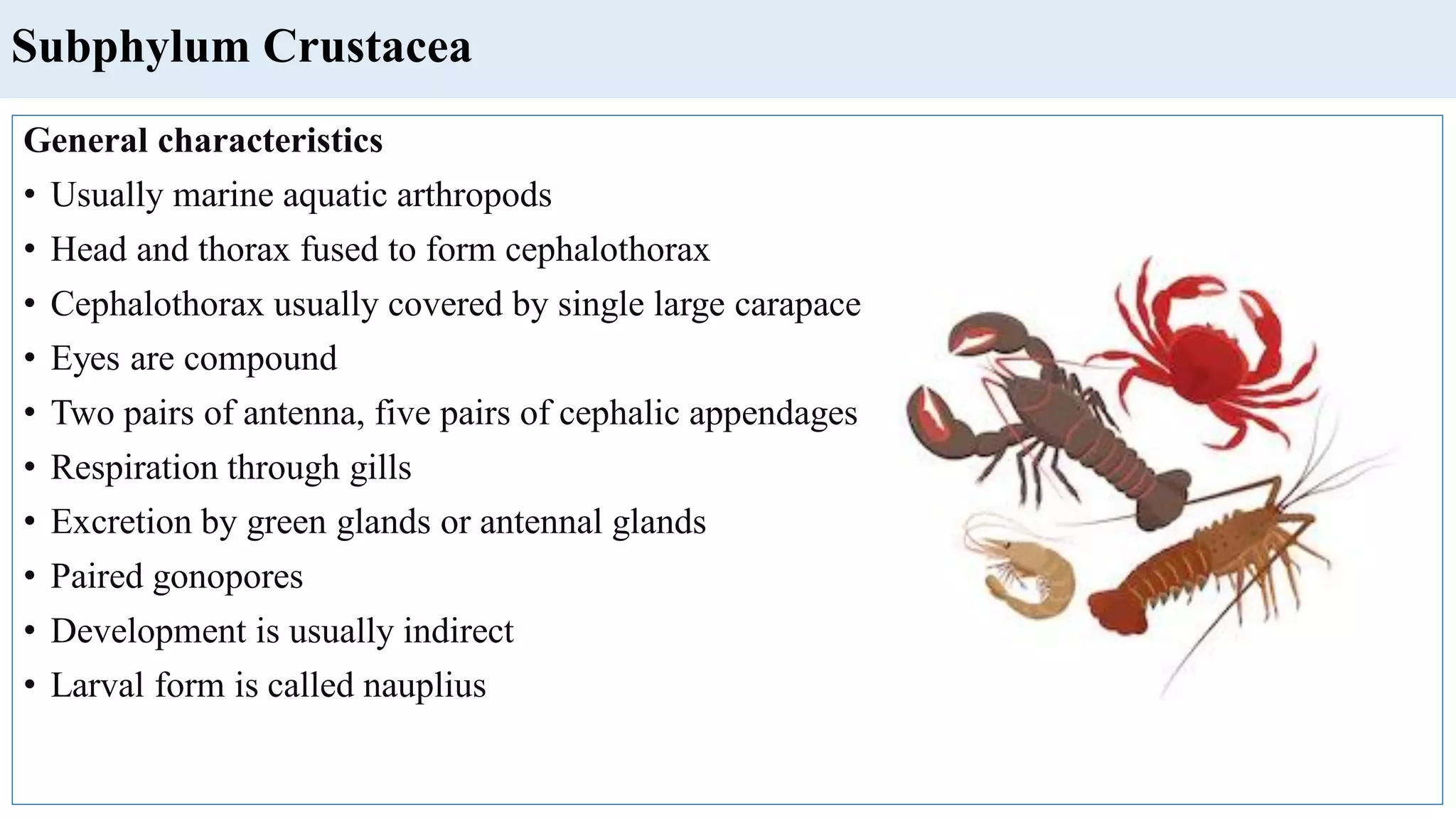 Subphylum Crustacea
General characteristics
• Usually marine aquatic arthropods
• Head and thorax fused to form cephalothorax
• Cephalothorax usually covered by single large carapace
• Eyes are compound
• Two pairs of antenna, five pairs of cephalic appendages
• Respiration through gills
• Excretion by green glands or antennal glands
• Paired gonopores
• Development is usually indirect
• Larval form is called nauplius
 