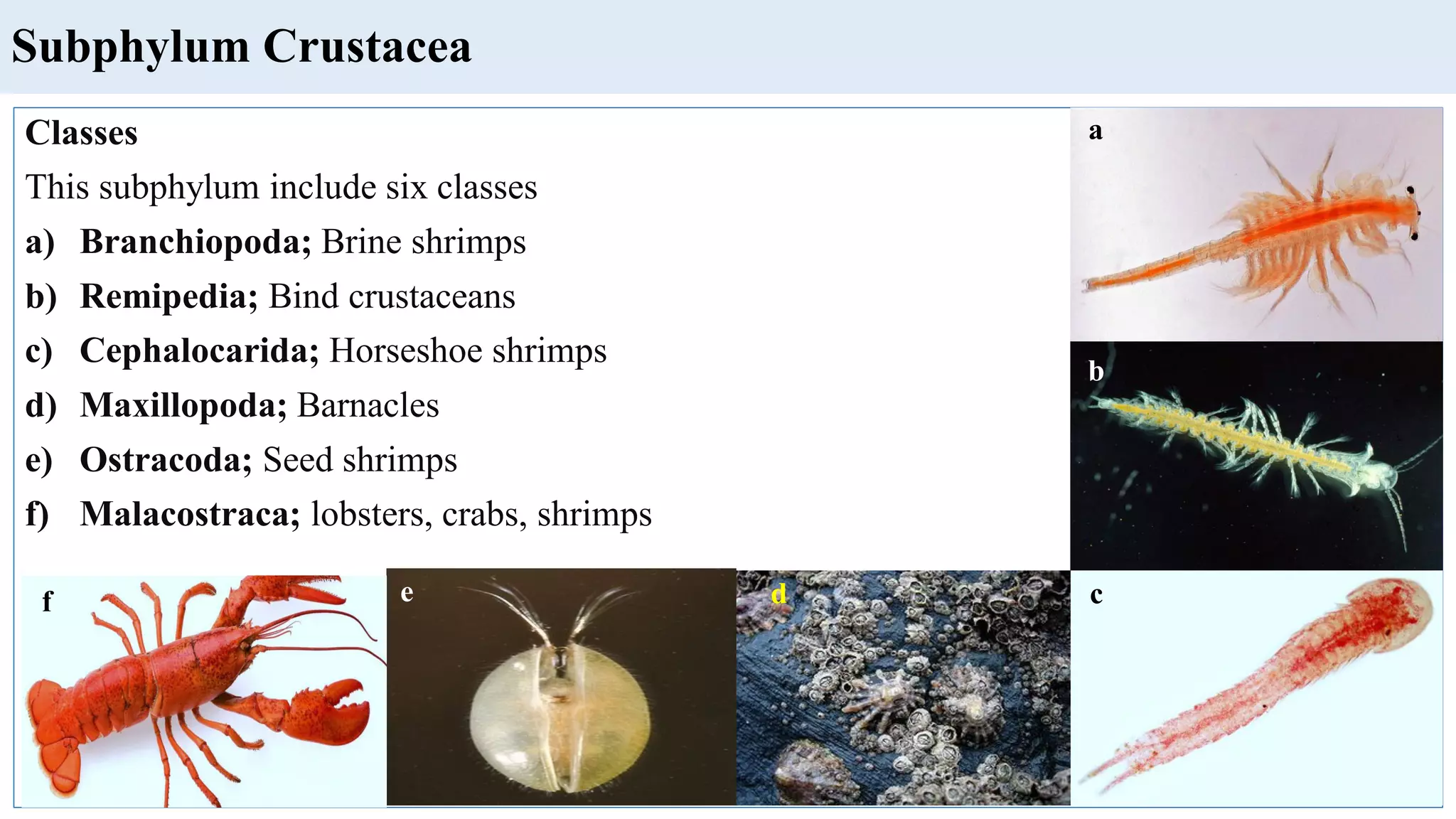 Classes
This subphylum include six classes
a) Branchiopoda; Brine shrimps
b) Remipedia; Bind crustaceans
c) Cephalocarida; Horseshoe shrimps
d) Maxillopoda; Barnacles
e) Ostracoda; Seed shrimps
f) Malacostraca; lobsters, crabs, shrimps
Subphylum Crustacea
a
b
c
d
e
f
 