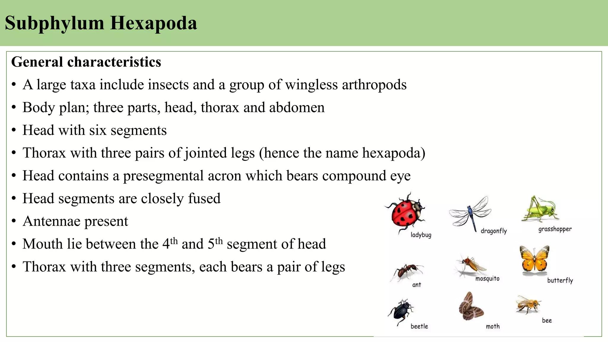 Subphylum Hexapoda
General characteristics
• A large taxa include insects and a group of wingless arthropods
• Body plan; three parts, head, thorax and abdomen
• Head with six segments
• Thorax with three pairs of jointed legs (hence the name hexapoda)
• Head contains a presegmental acron which bears compound eye
• Head segments are closely fused
• Antennae present
• Mouth lie between the 4th and 5th segment of head
• Thorax with three segments, each bears a pair of legs
 
