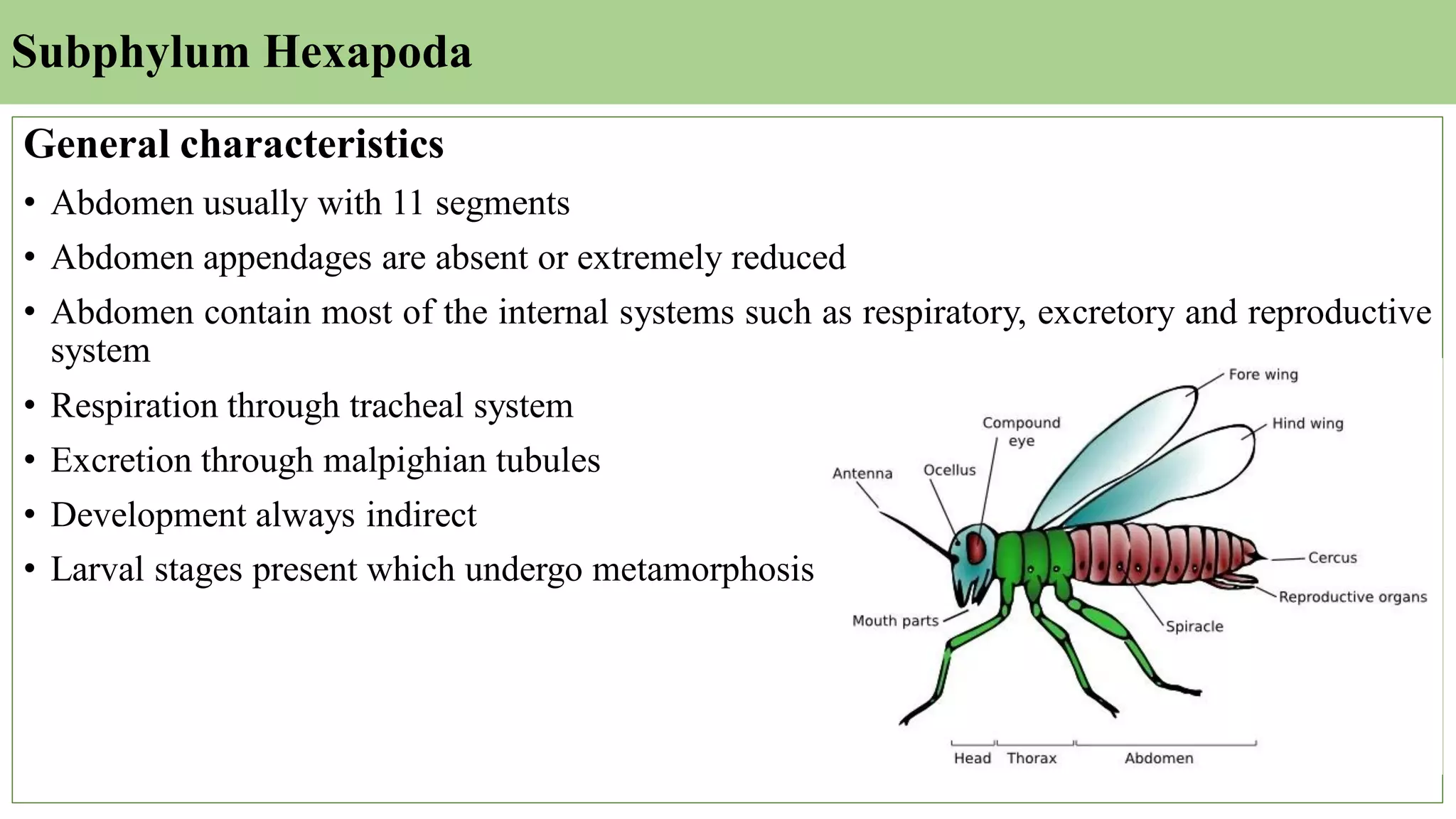 General characteristics
• Abdomen usually with 11 segments
• Abdomen appendages are absent or extremely reduced
• Abdomen contain most of the internal systems such as respiratory, excretory and reproductive
system
• Respiration through tracheal system
• Excretion through malpighian tubules
• Development always indirect
• Larval stages present which undergo metamorphosis
Subphylum Hexapoda
 