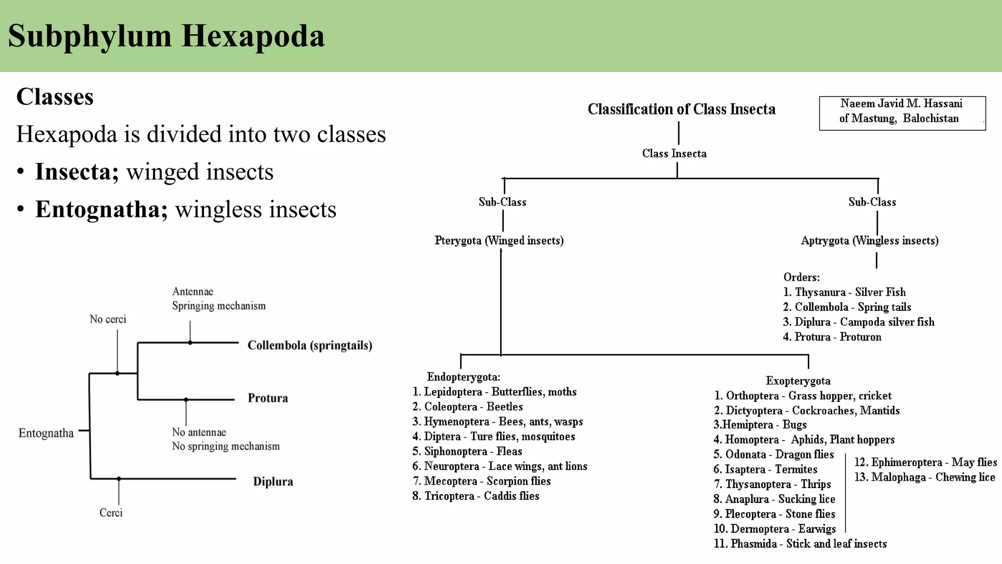 Classes
Hexapoda is divided into two classes
• Insecta; winged insects
• Entognatha; wingless insects
Subphylum Hexapoda
 