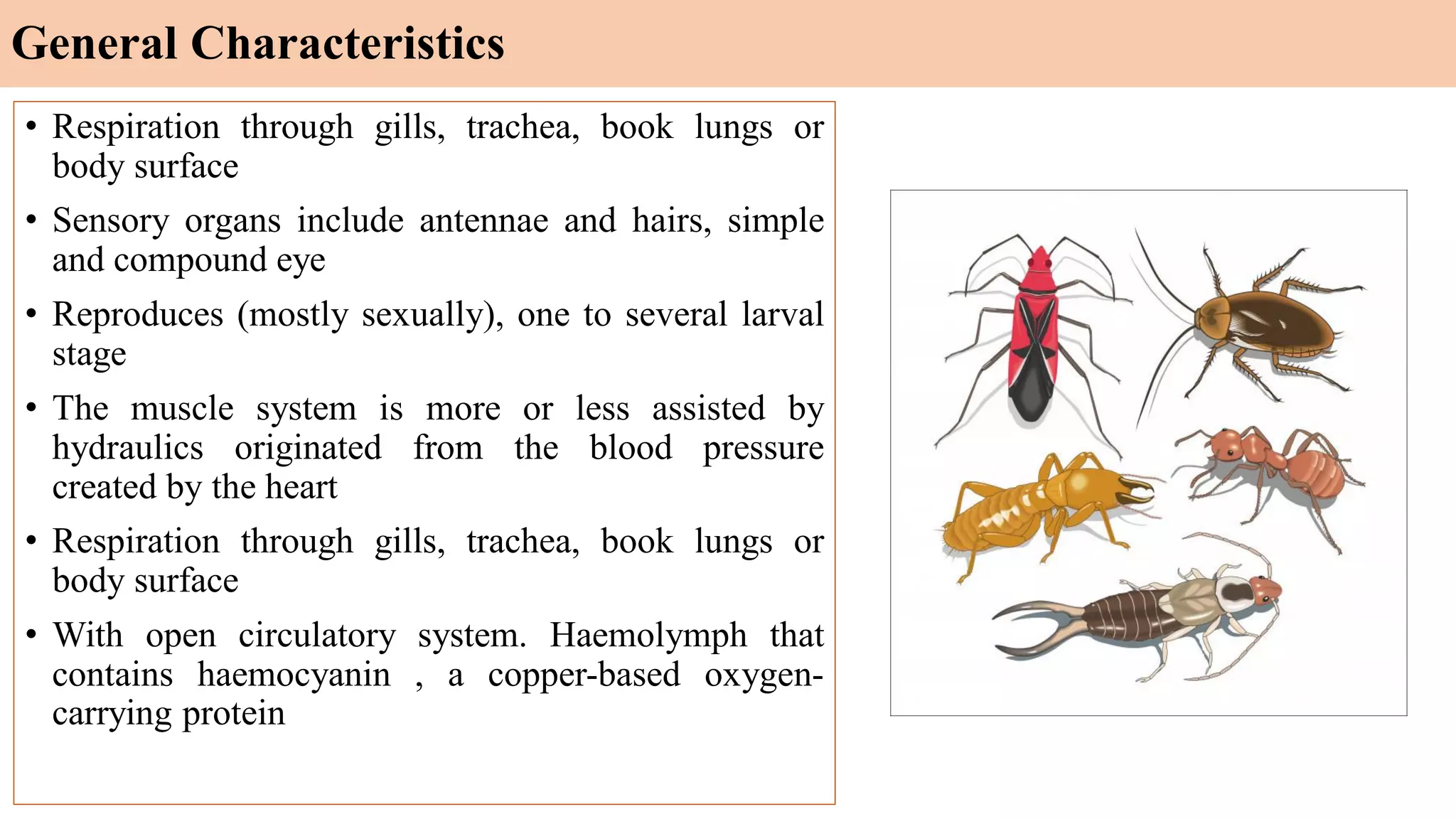 • Respiration through gills, trachea, book lungs or
body surface
• Sensory organs include antennae and hairs, simple
and compound eye
• Reproduces (mostly sexually), one to several larval
stage
• The muscle system is more or less assisted by
hydraulics originated from the blood pressure
created by the heart
• Respiration through gills, trachea, book lungs or
body surface
• With open circulatory system. Haemolymph that
contains haemocyanin , a copper-based oxygen-
carrying protein
General Characteristics
 
