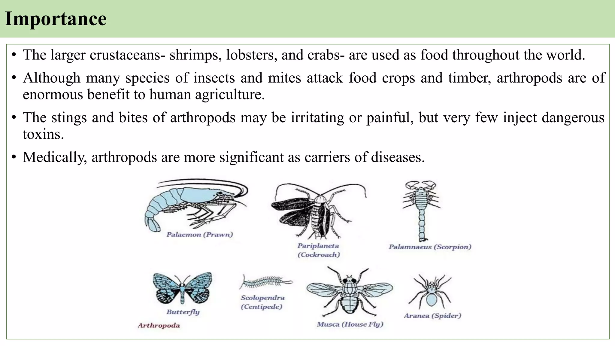 Importance
• The larger crustaceans- shrimps, lobsters, and crabs- are used as food throughout the world.
• Although many species of insects and mites attack food crops and timber, arthropods are of
enormous benefit to human agriculture.
• The stings and bites of arthropods may be irritating or painful, but very few inject dangerous
toxins.
• Medically, arthropods are more significant as carriers of diseases.
 