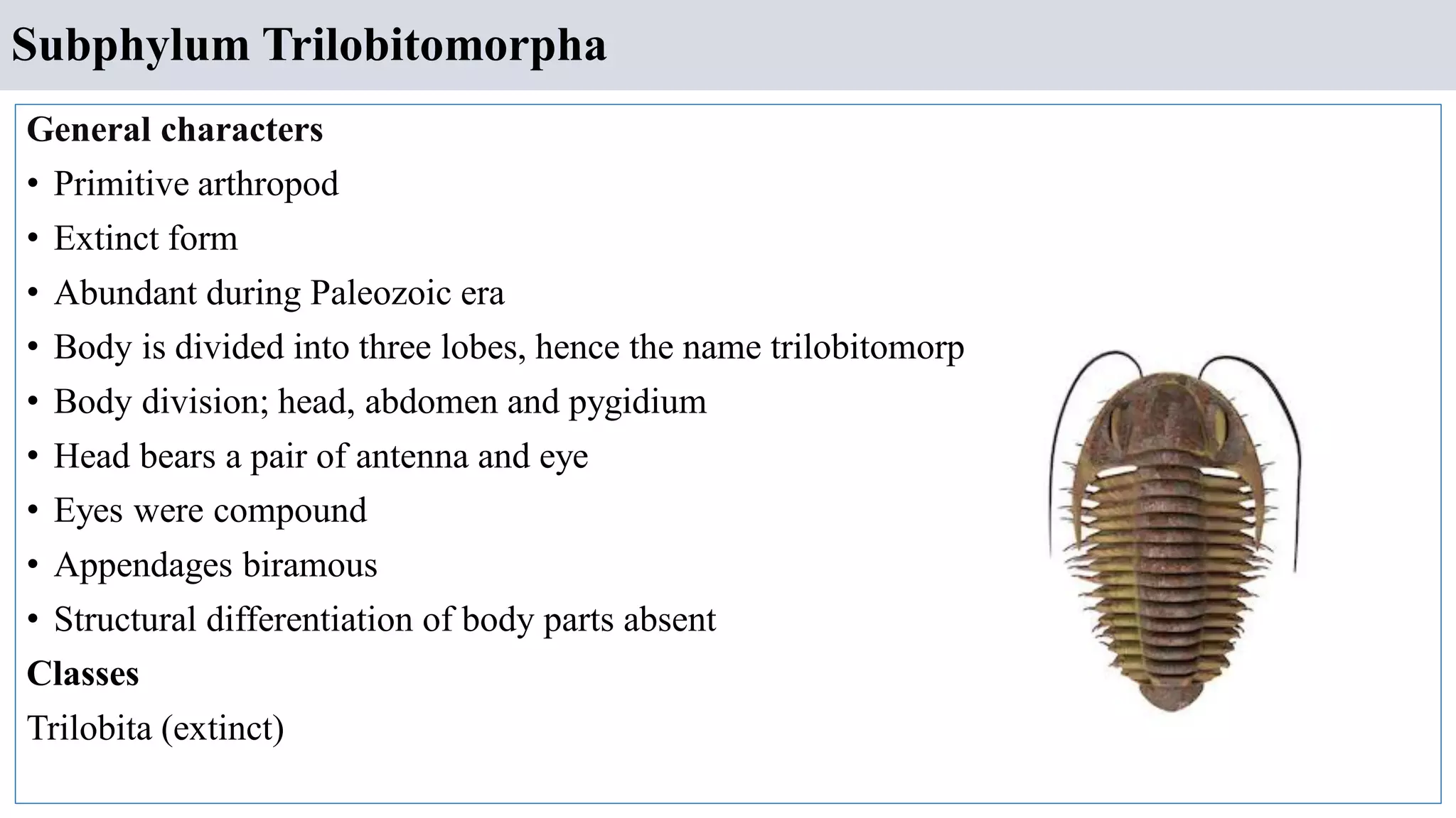 Subphylum Trilobitomorpha
General characters
• Primitive arthropod
• Extinct form
• Abundant during Paleozoic era
• Body is divided into three lobes, hence the name trilobitomorpha
• Body division; head, abdomen and pygidium
• Head bears a pair of antenna and eye
• Eyes were compound
• Appendages biramous
• Structural differentiation of body parts absent
Classes
Trilobita (extinct)
 
