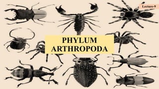 PHYLUM
ARTHROPODA
Lecture-9
 