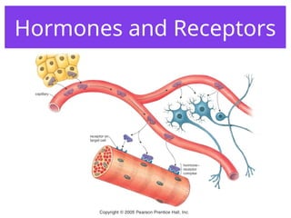 Hormones and Receptors
 